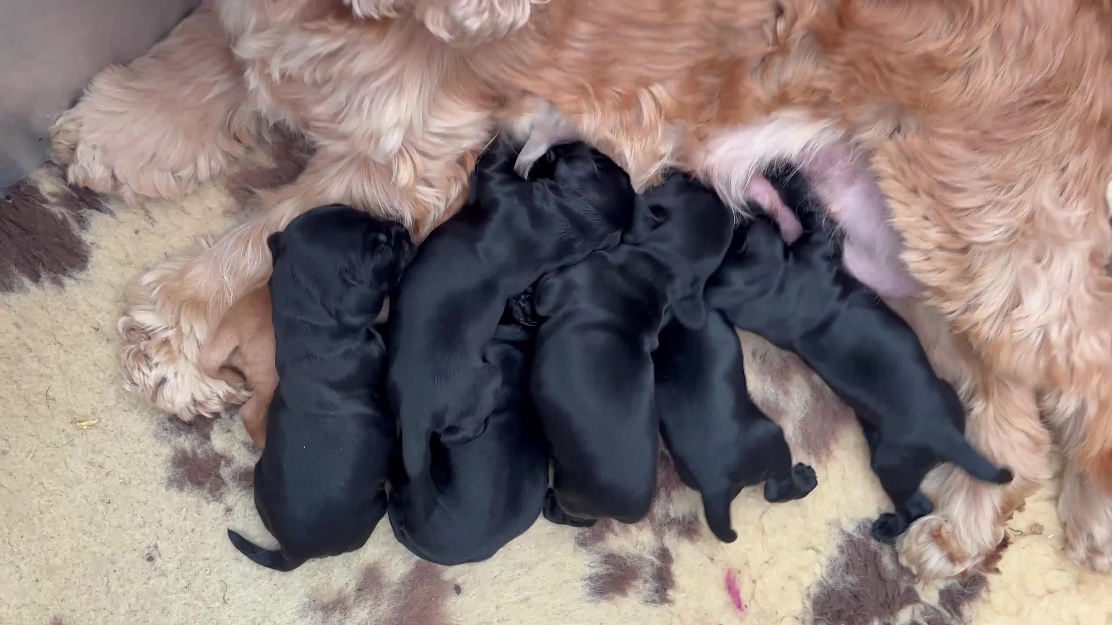 Cocker Spaniel dogs for sale: Last beautiful boy ! import line show cockers - Video 1