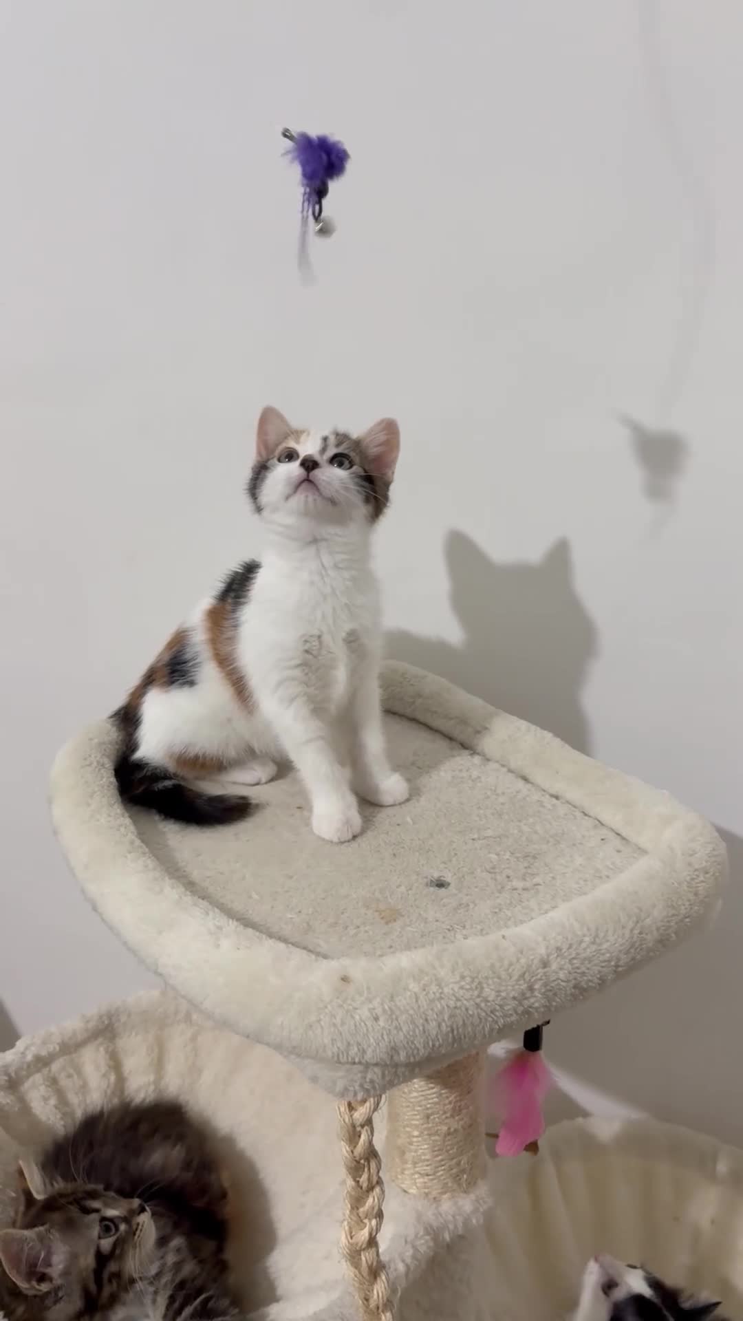 Mixed Breed cats for sale: Calico female kitten - Video 1