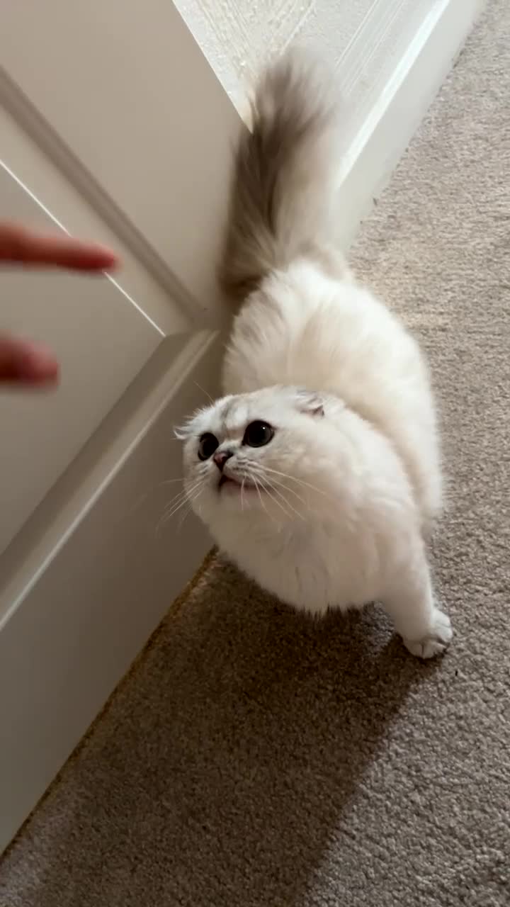 Scottish Fold cats for sale: Beautiful White Scottish Fold Female – Ready Now - Video 3