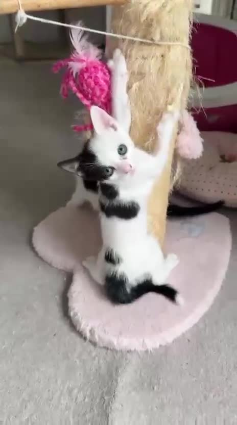 European cats for sale:  Two Kittens Looking for loving Home! 🏡❤️ - Video 2
