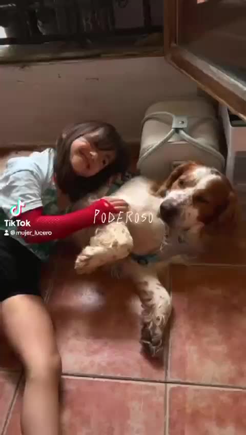 Brittany Spaniel dogs for adoption: Ronnie, 3-year old Brittany male - Video 2