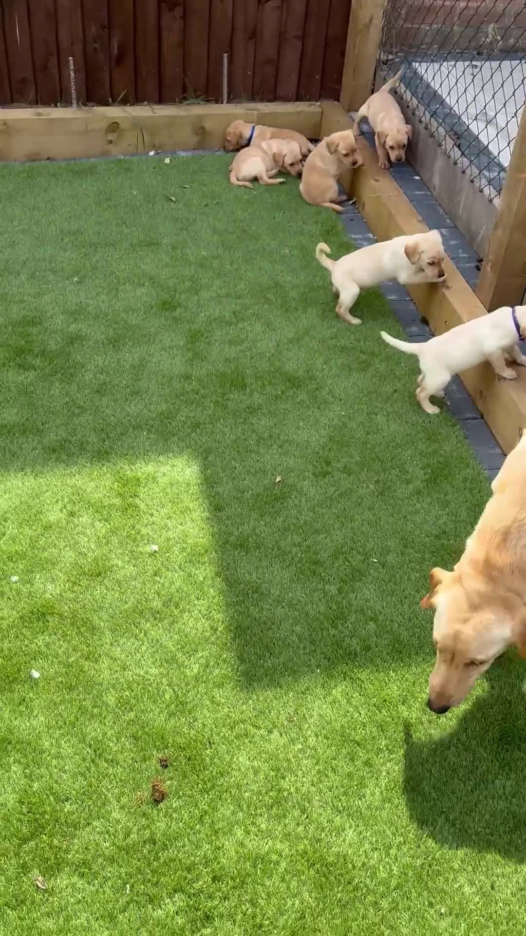 Labrador Retriever dogs for sale: Labrador Retriever Puppies 4 Boys & 1 Girl - Video 1