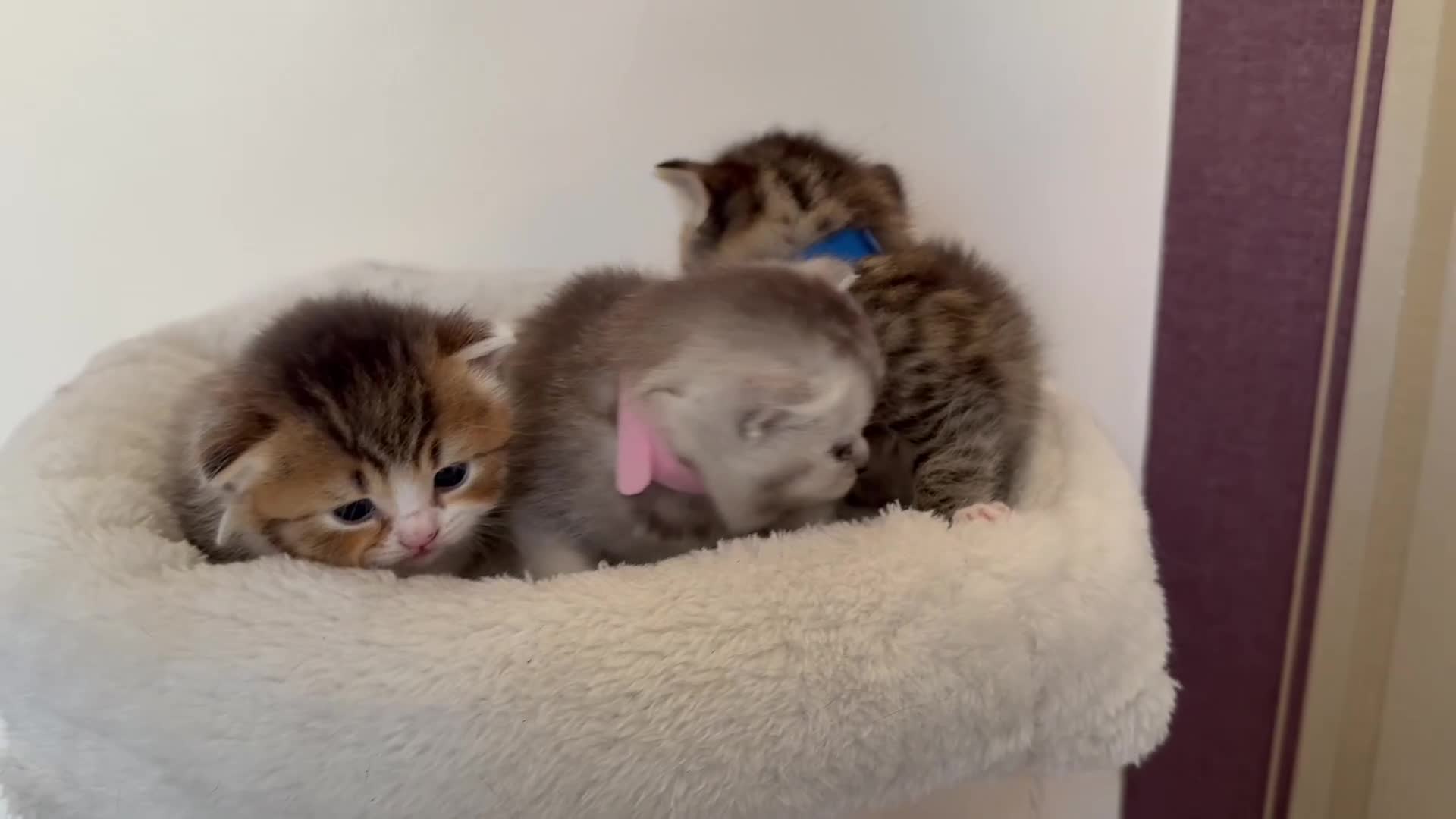 British Shorthair cats for sale: British Shorthair kittens - Video 3