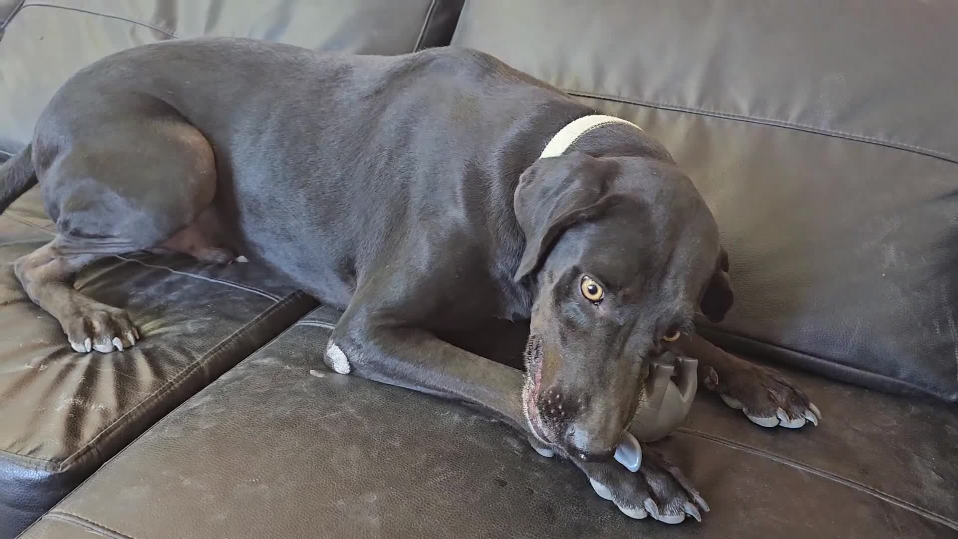 Labrador Retriever dogs for adoption: Joey - waiting over 3 years for a home - Video 3
