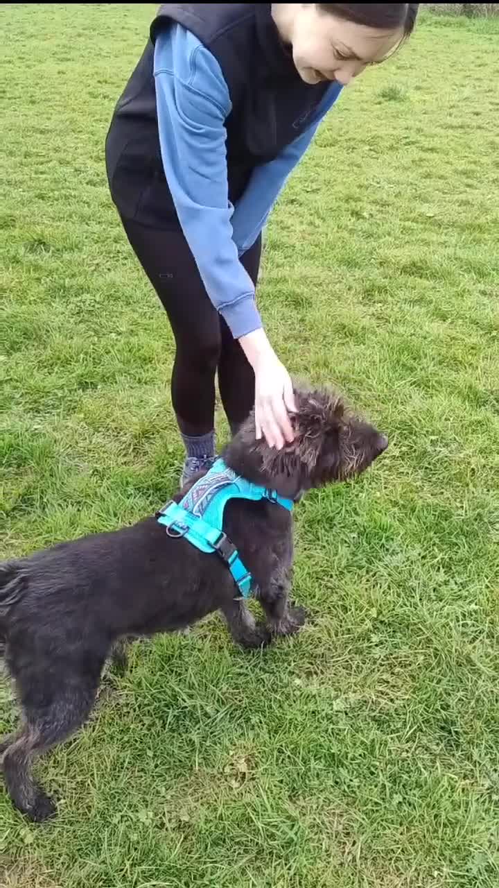 Mixed Breed dogs for adoption: Scrabble has never had a home - Video 3