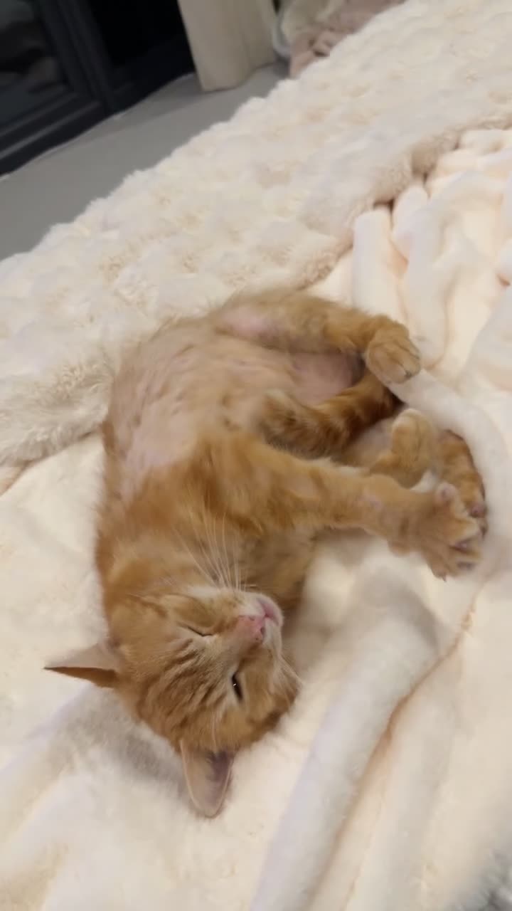 Domestic Shorthair cats for adoption: 🐾 Hercules – Looking for His Forever Home 🐾  in Stowmarket - Video 1