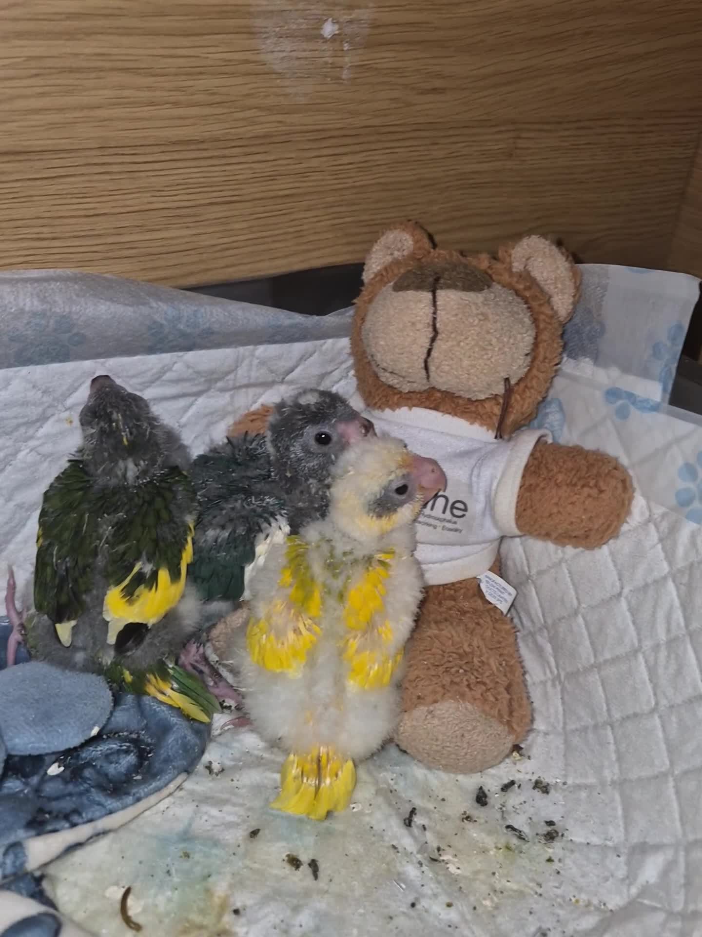 Parakeets birds for sale: Kakariki Parakeets  - Video 1