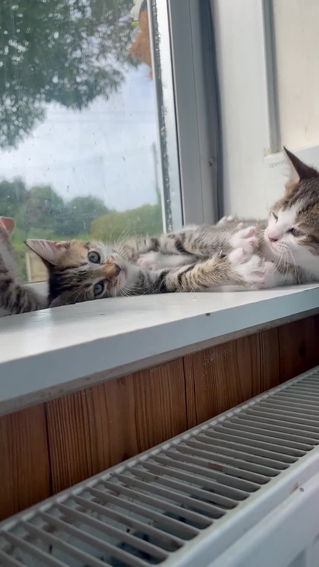 British Shorthair cats for sale: Kittens looking for loving homes - Video 1