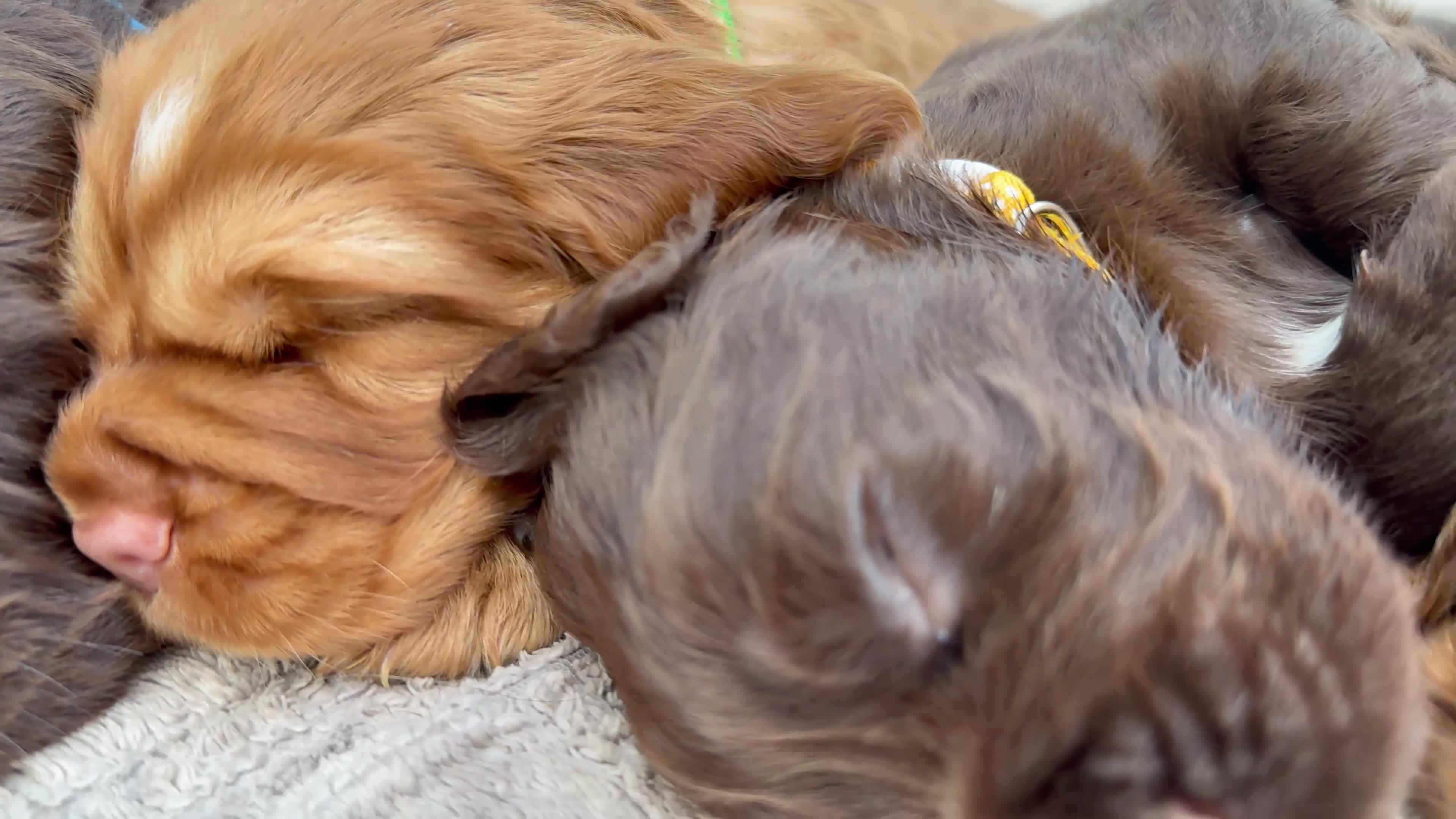 Cocker Spaniel dogs for sale: Stunning KC/Health tested working cocker spaniels - Video 1