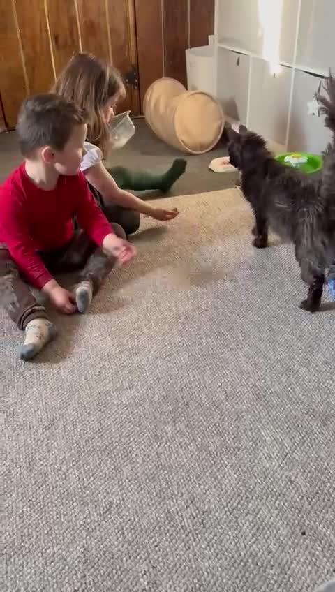 Maine Coon cats for sale: 🖤Beautiful Black Maine Coon Girl 3 Years old🖤 - Video 1