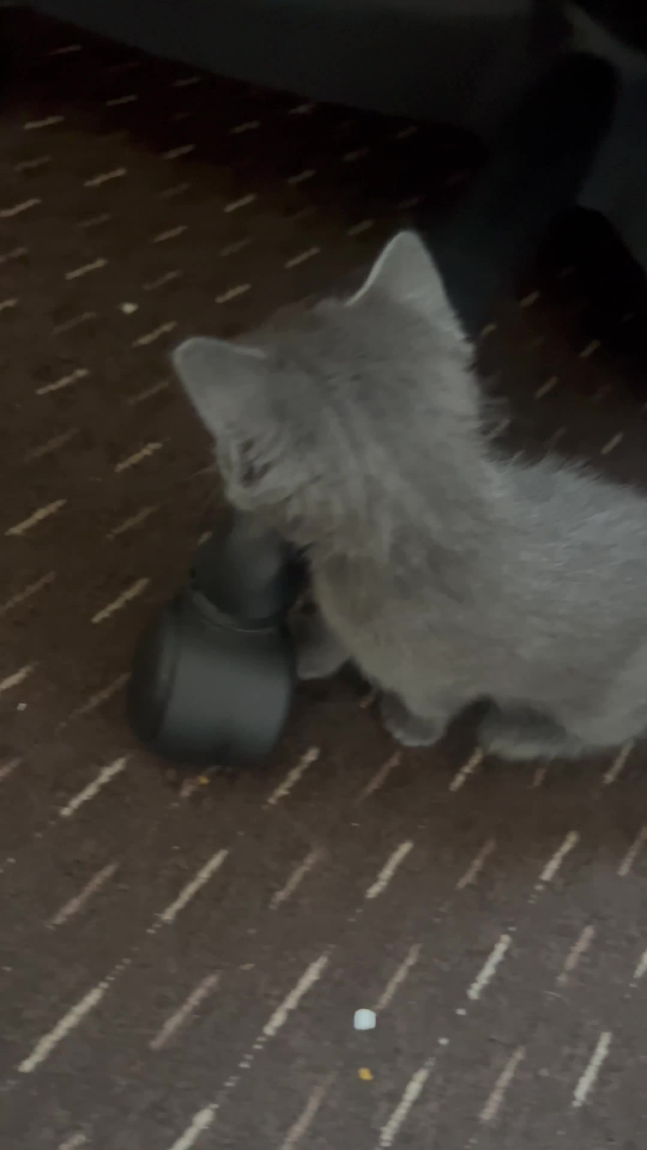 Mixed Breed cats for sale: Grey kitten for sale  in Watford - Video 2