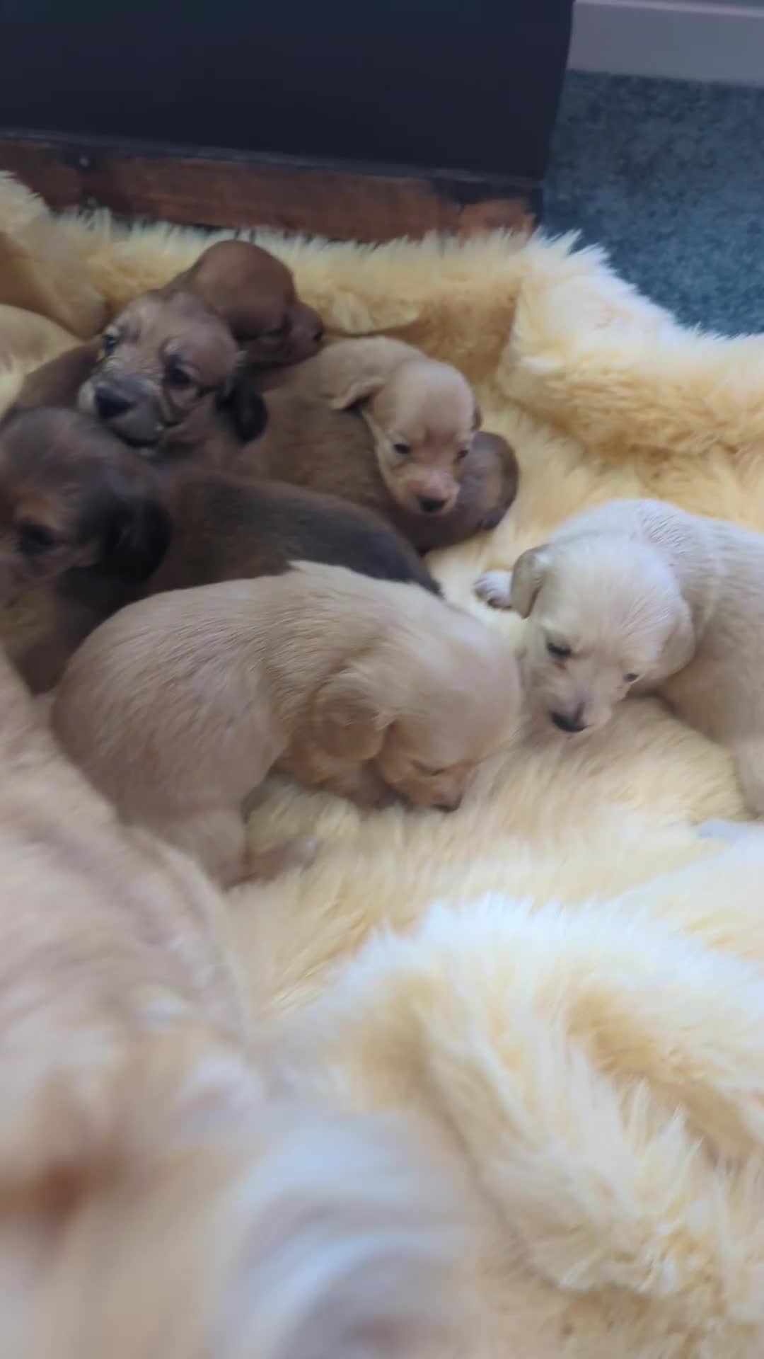 Dachshund dogs for sale: Long haired miniature Dachshunds  - Video 1