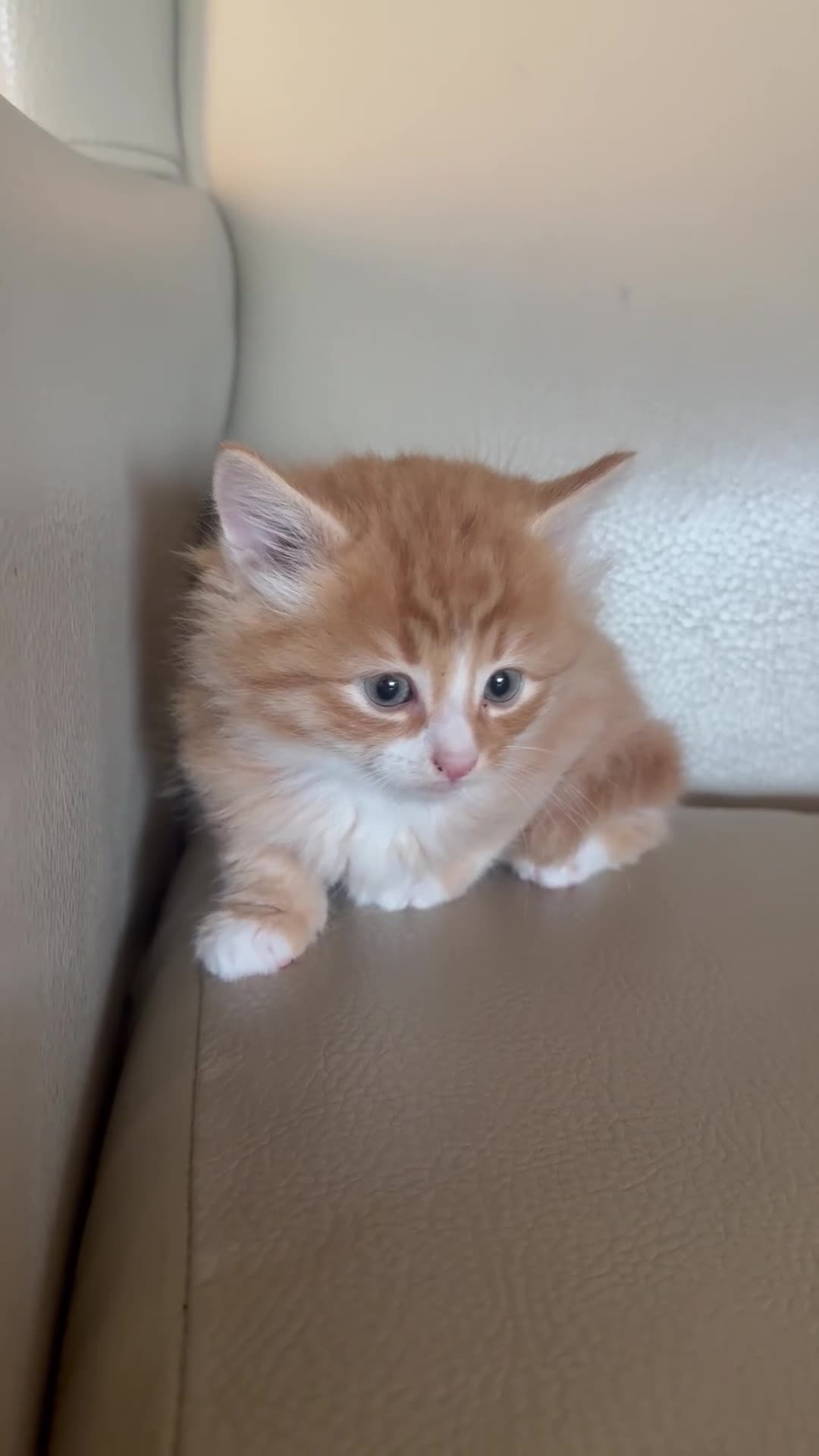 Ragdoll cats for sale: Part rag doll kittens  - Video 2