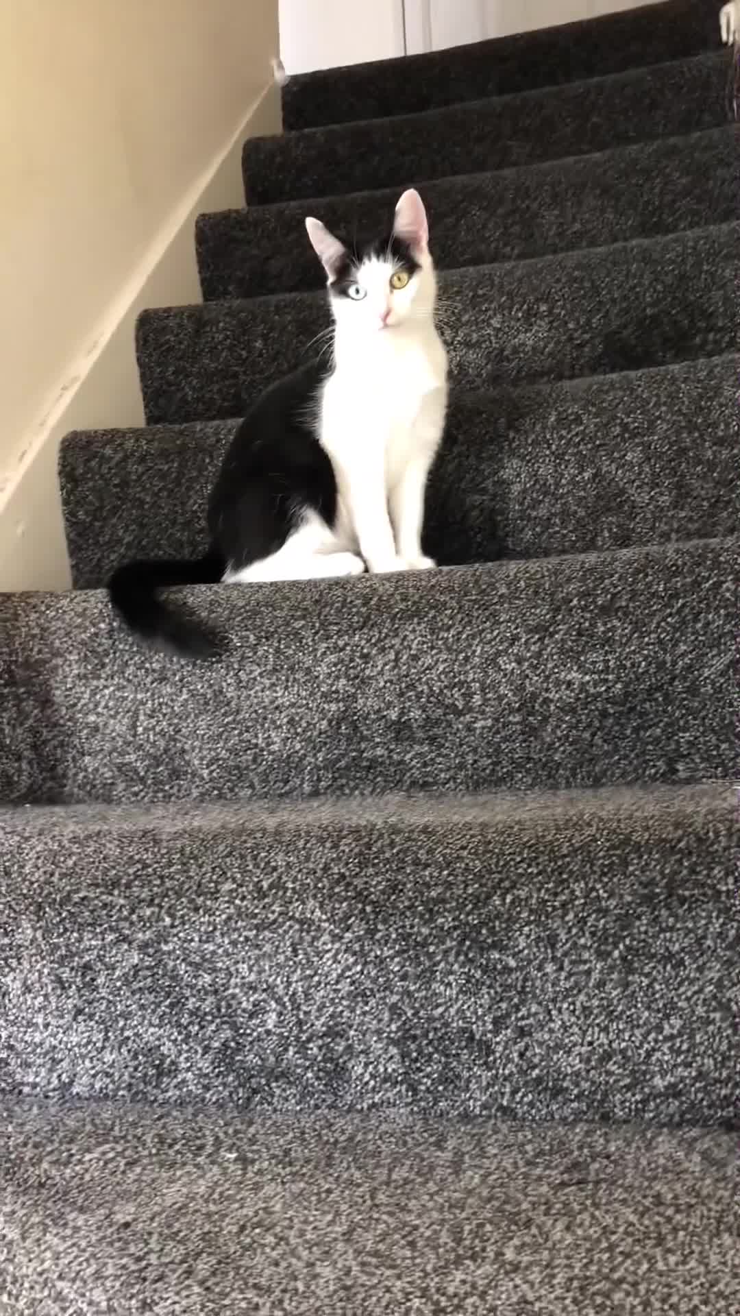 Domestic Shorthair cats for sale: 2 female cat sale - Video 1