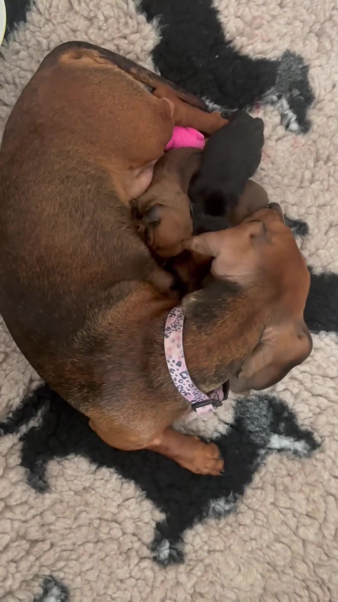 Miniature Dachshund dogs for sale: Dachshund miniature puppies  - Video 1