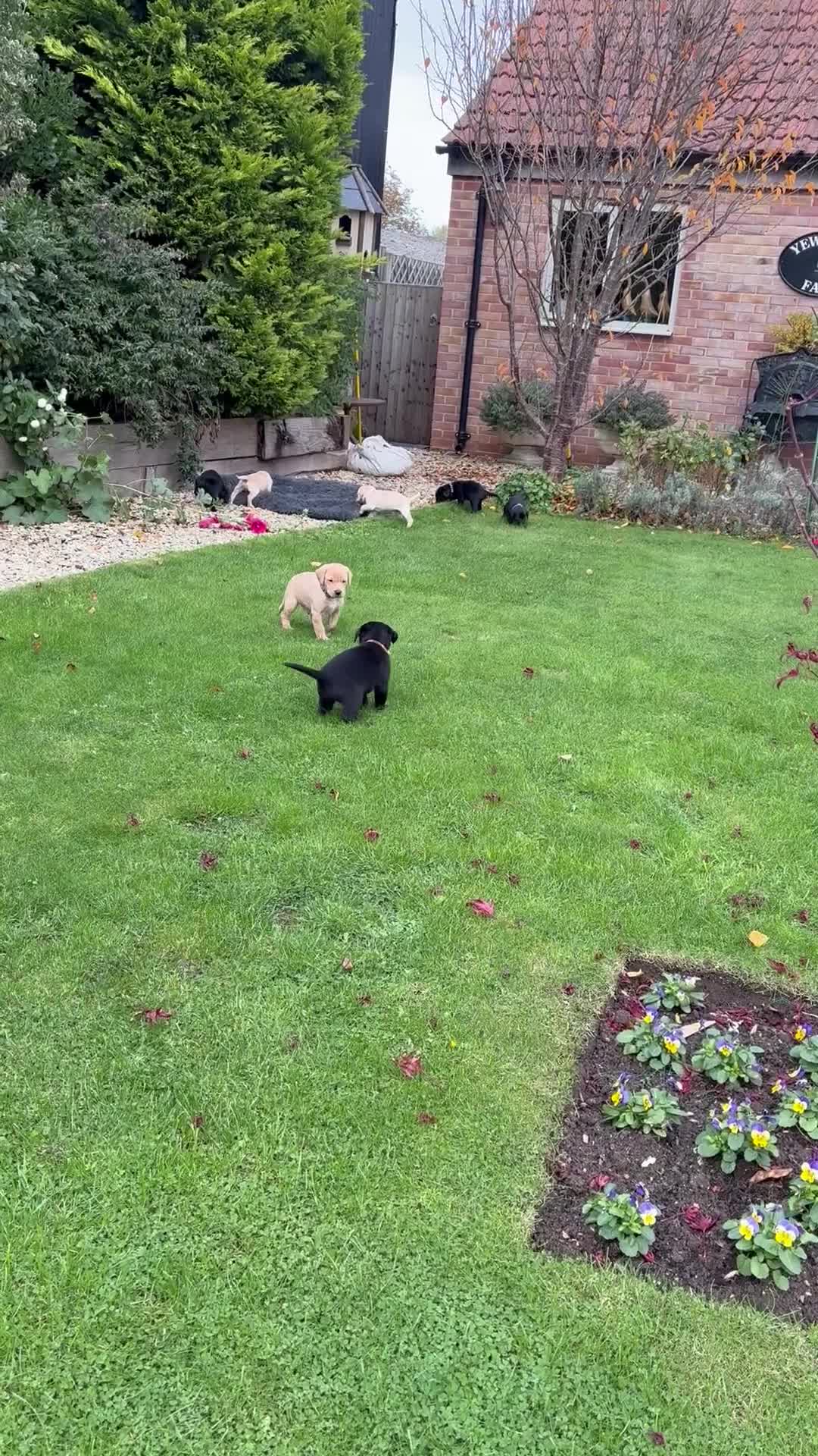Labrador Retriever dogs for sale: Labrador Puppies - Video 2