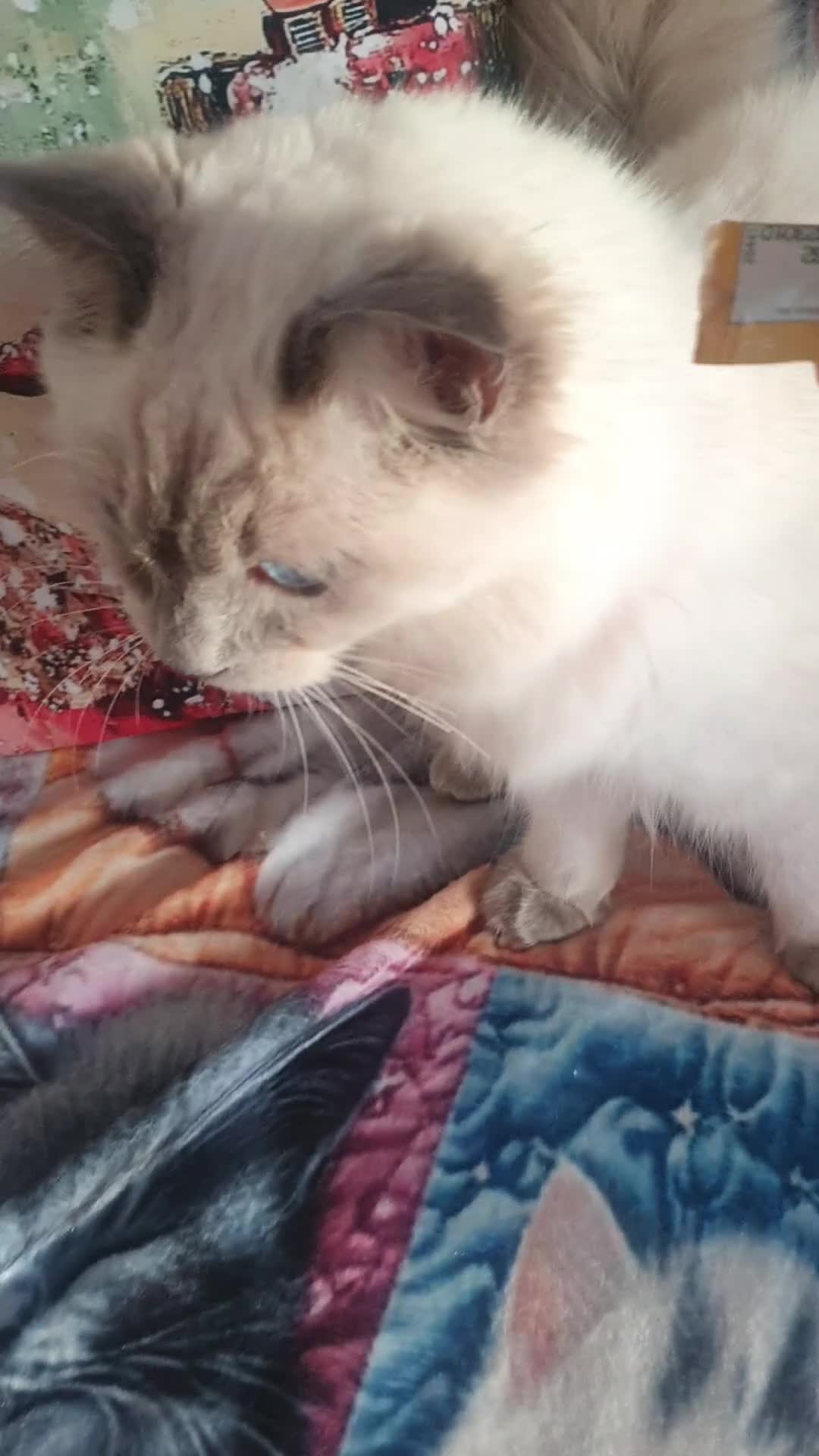 Ragdoll cats for sale: Mink & traditional Ragdolls - Video 5