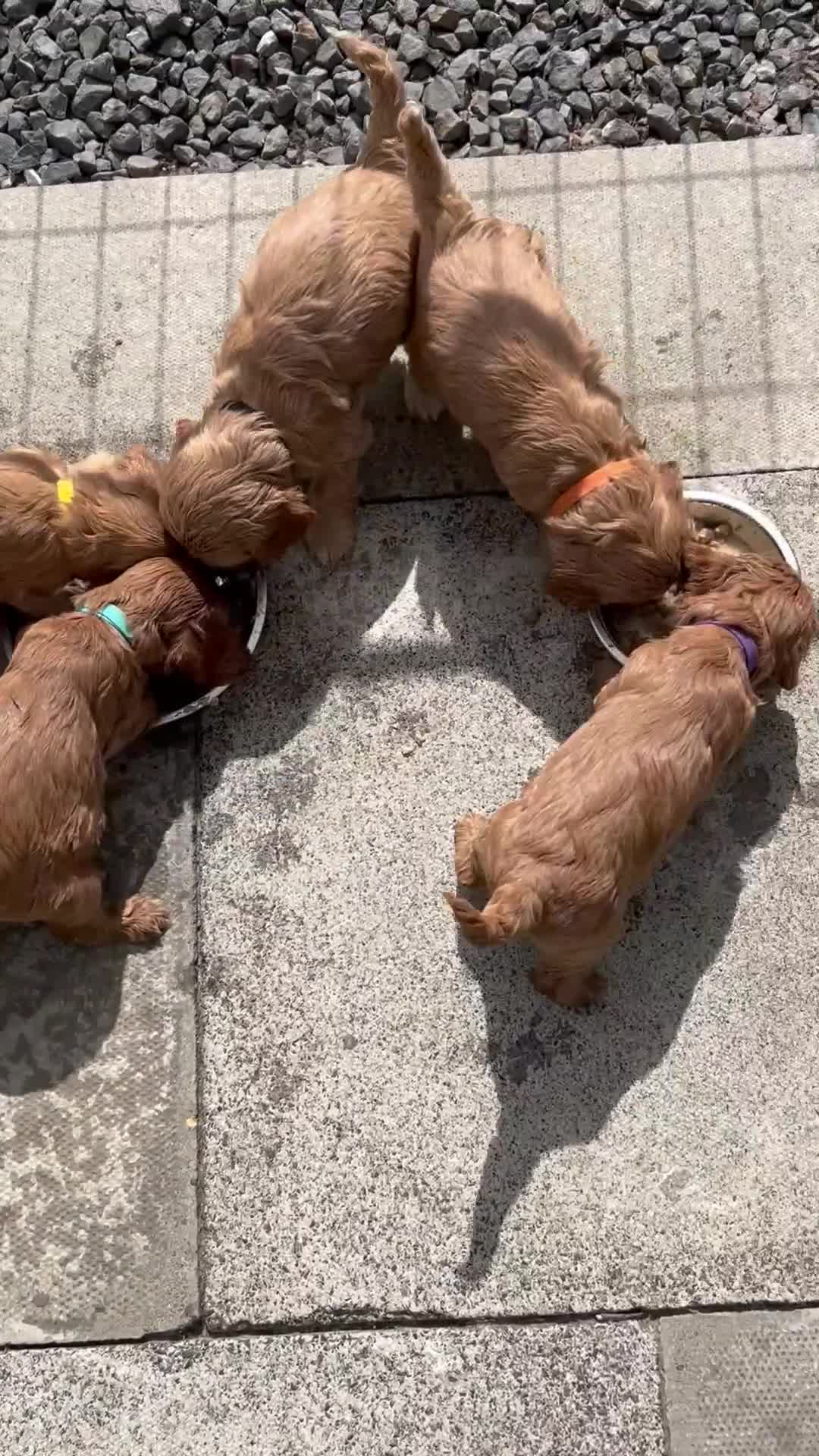 Cockapoo dogs for sale: F1 miniature Cockapoo  - Video 1