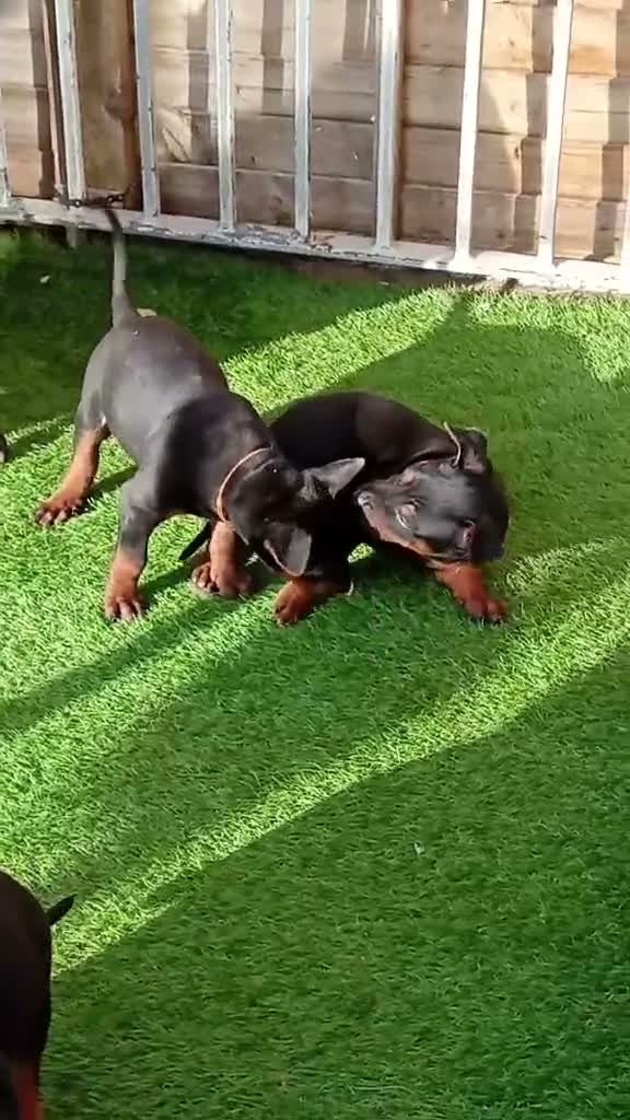 Chinese Red Dog dogs for sale: BEAUIFUL CHINESE RED DOG PUPS - Video 1