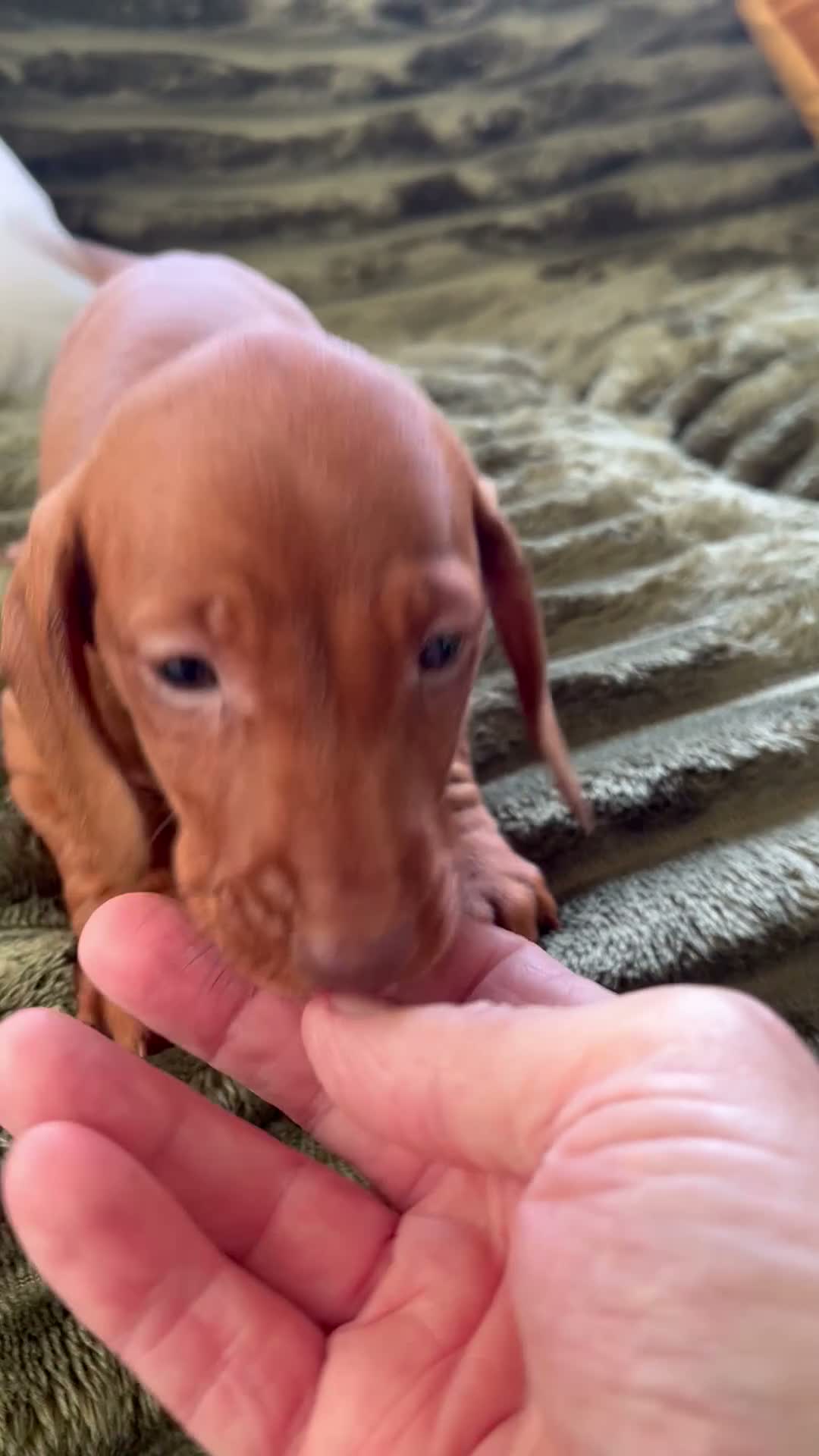 Dachshund dogs for sale: CHAMPION LINES - STANDARD KC SMOOTH DACHSHUNDS  - Video 2