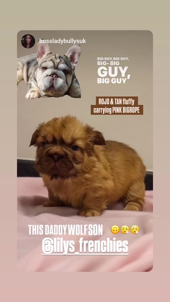 French Bulldog dogs for sale: Teddy Bear Floodle +Full Visual Fluffies  in Liverpool - Video 1