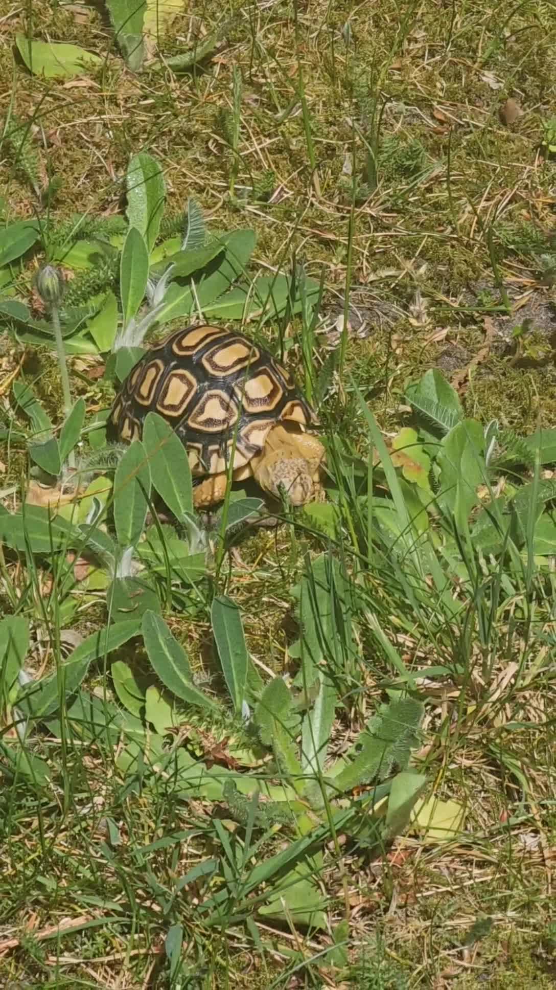 Tortoise reptiles for sale: Baby leopard tortoise - Video 1