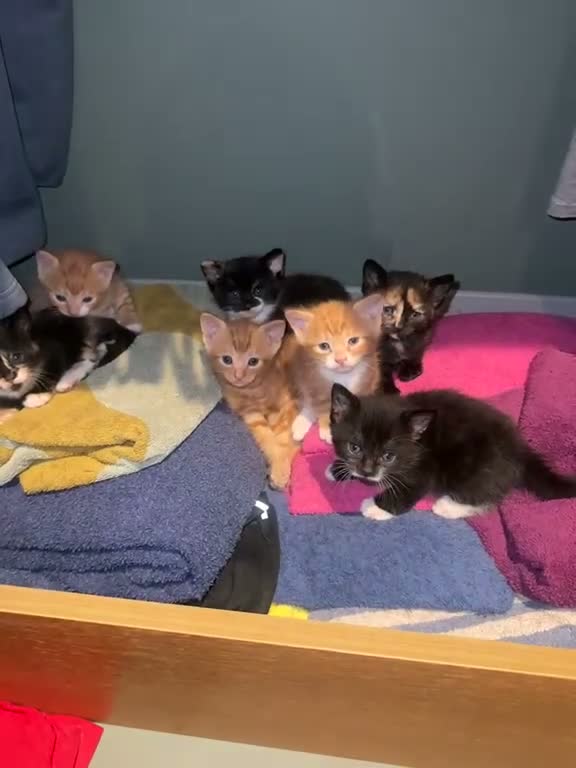 Mixed Breed cats for sale: Beautiful Litter of Seven Home-Raised Kittens - Video 1