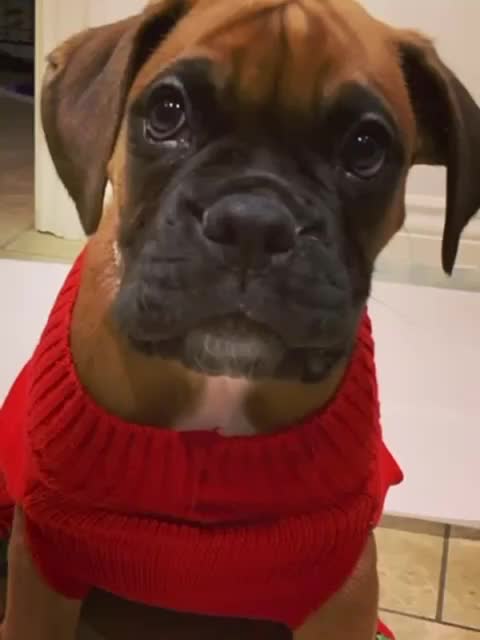 Boxer dogs for sale: Exceptional Litter - World Champion Bloodline  - Video 1