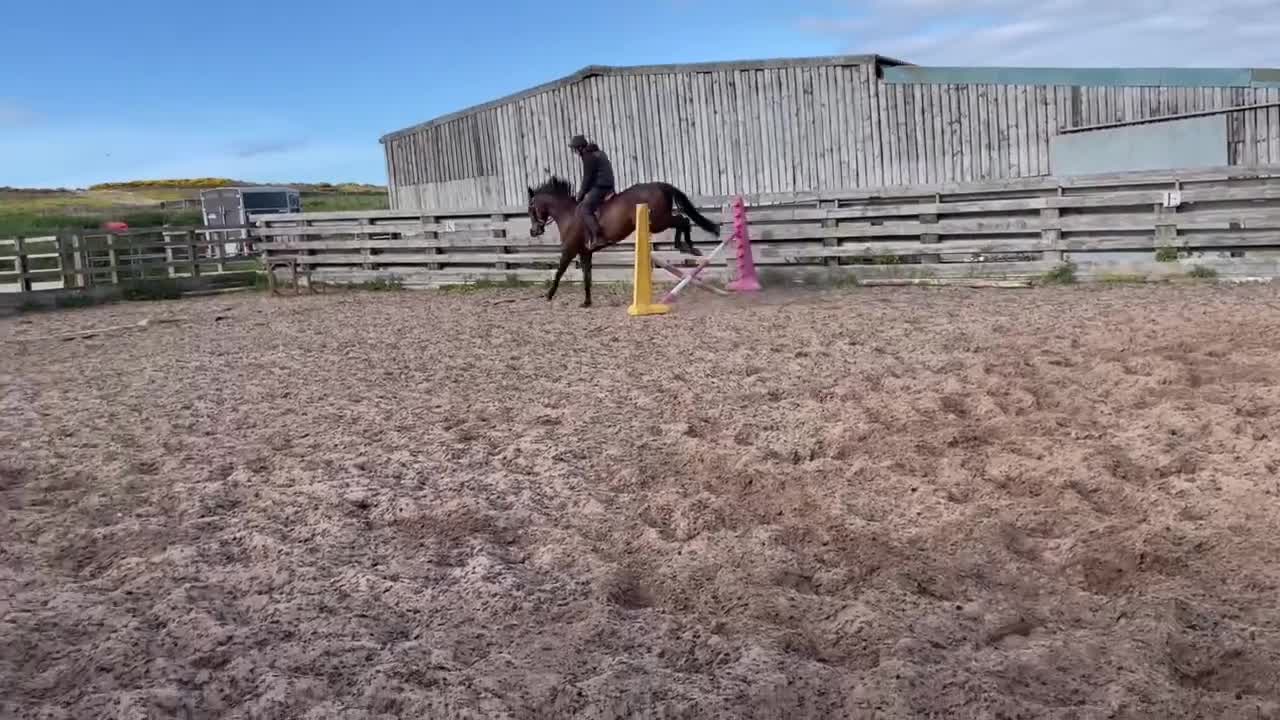 Other Breed horses for sale: 16.2 gelding  in Whitby - Video 3
