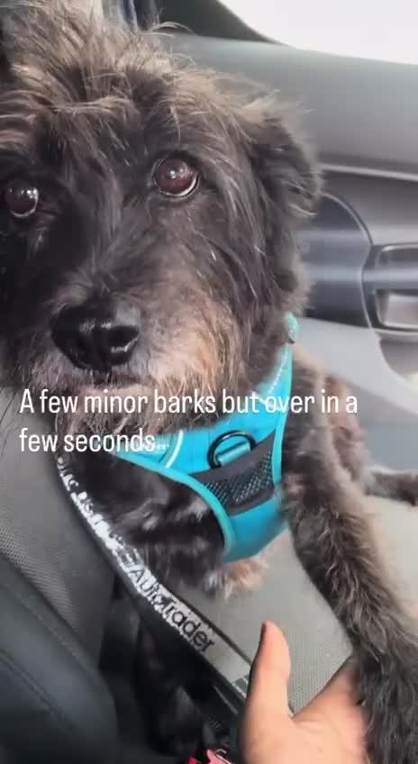 Pug dogs for adoption: Miss Lola needs a loving home in Waltham Abbey - Video 3