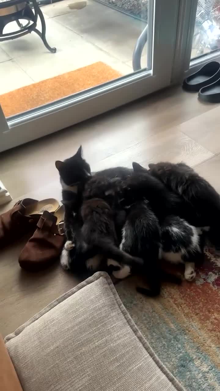 Mixed Breed cats for sale: Mixed breed black and white kittens - Video 1