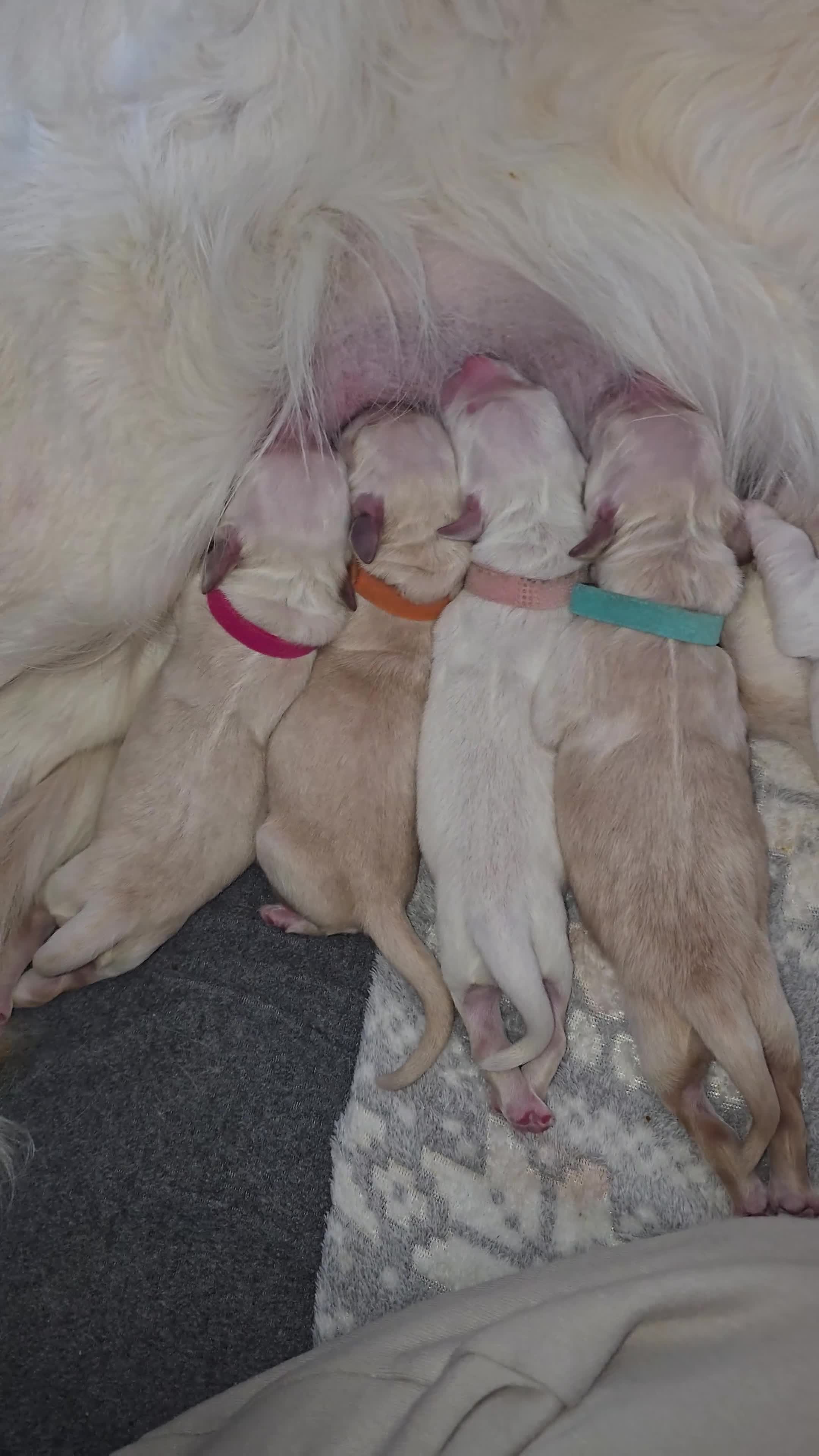 Golden Retriever dogs for sale: New arrival KC Reg Golden Retriever puppies - Video 2