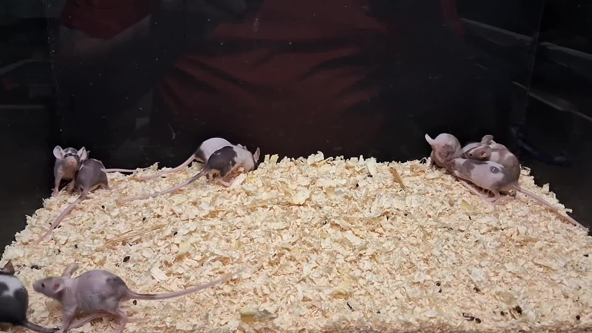 Mixed Breed reptiles for sale: Baby Fancy Pet Mice Females  - Video 1