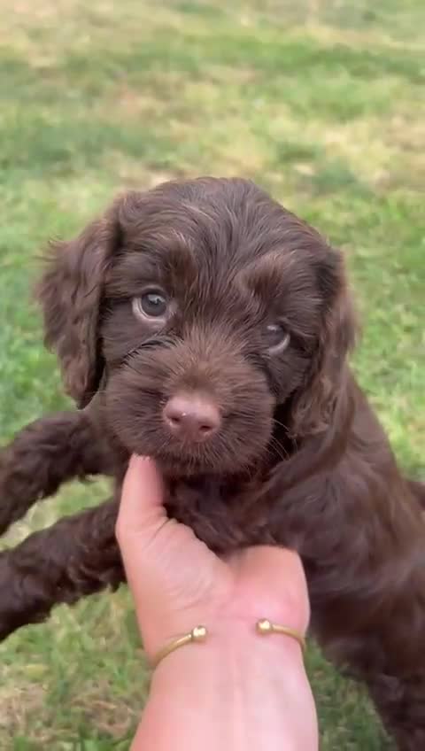 Cockapoo dogs for sale: Stunning F1b petite Cockerpoos.  - Video 1