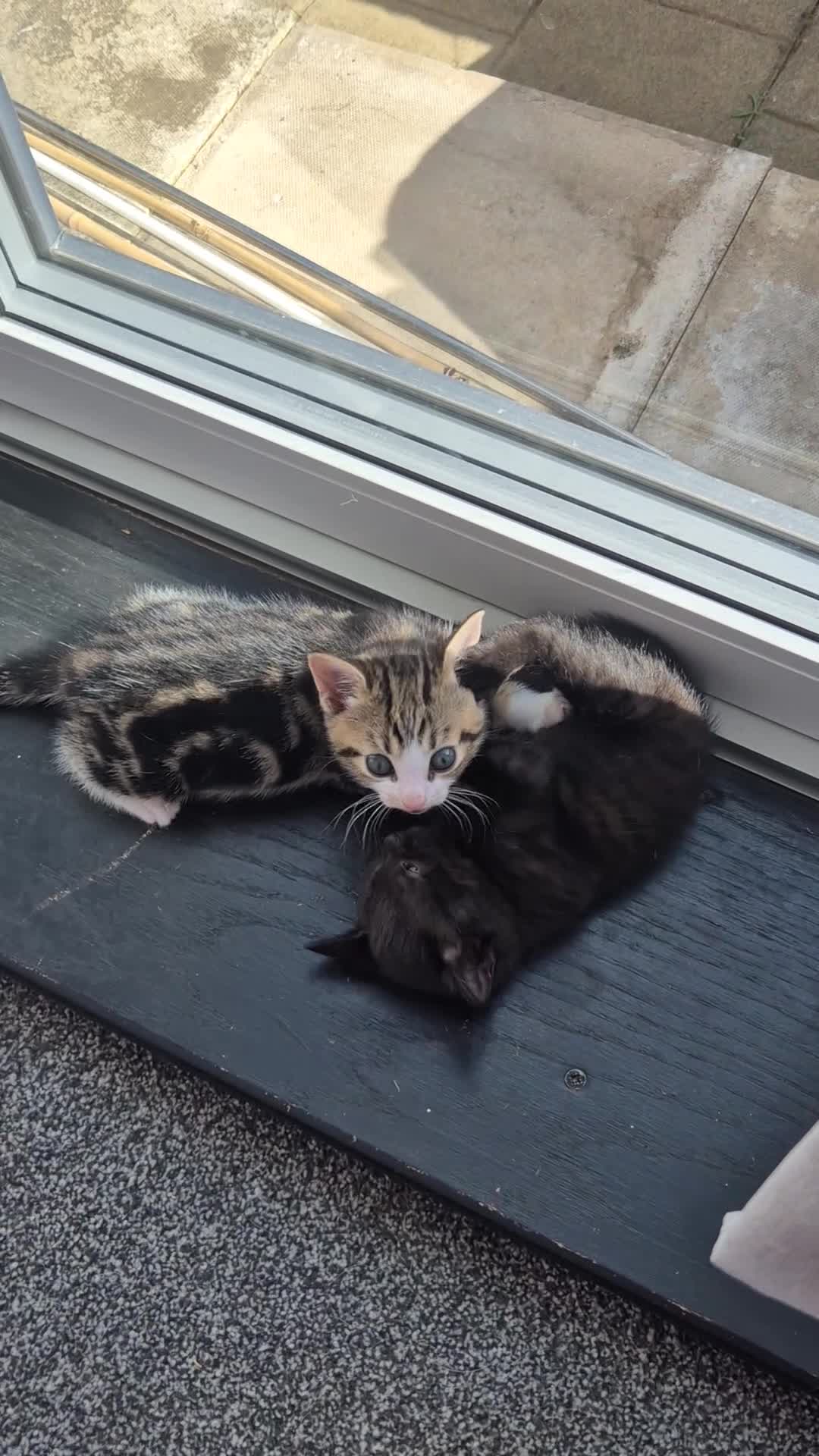 Mixed Breed cats for sale: 4 Handsome Boy Kittens Ready for New Adventures!  - Video 3