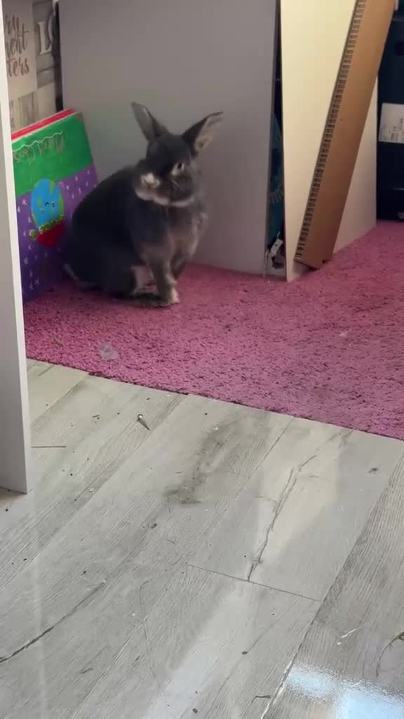 Mixed Breed rabbits for sale: Ivy needs new home  - Video 1