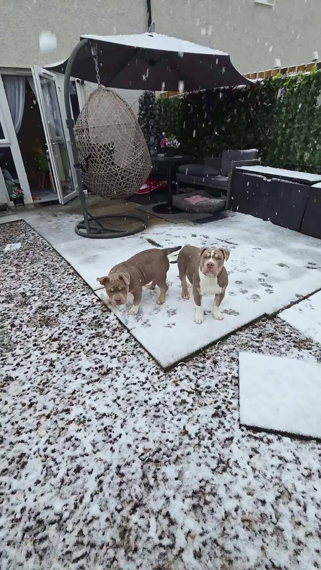 American Bully dogs for sale: Pocket Bully  - Video 1