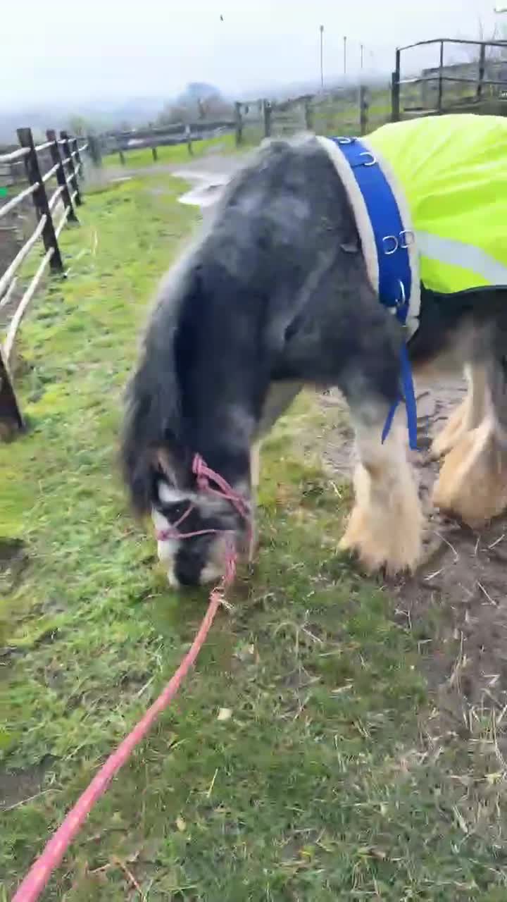 Irish Cob horses for sale: 12hh 2 year old gelding to make 12.2/3hh  - Video 3