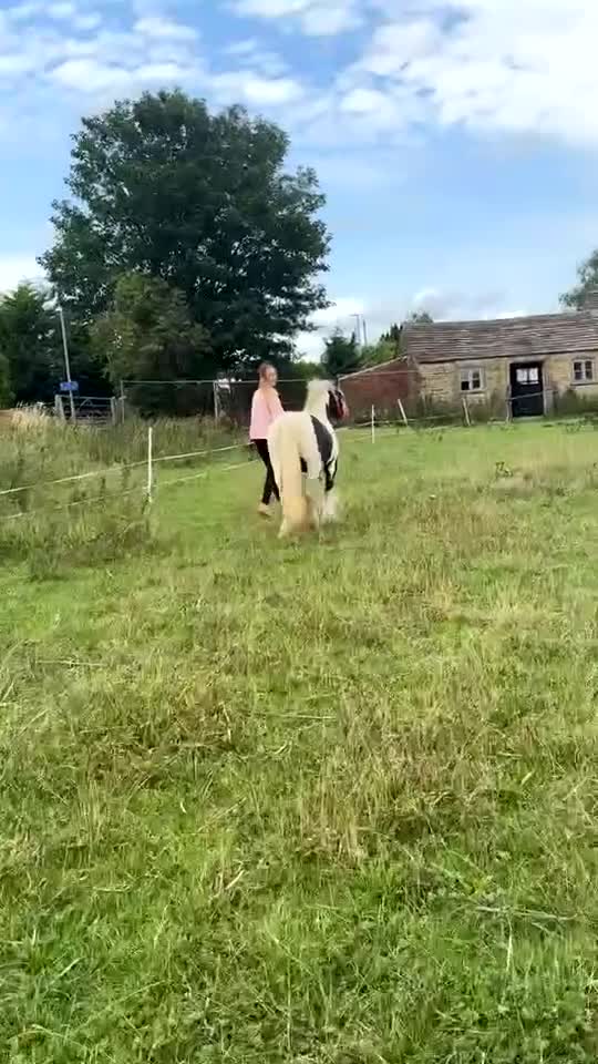 Irish Cob horses for sale: Gyspy offers considered - Video 4