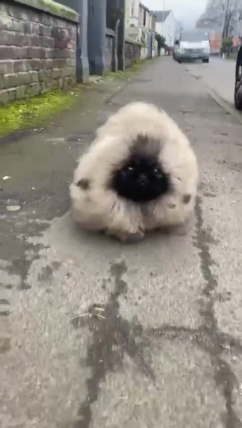 Pekingese dogs for stud: Mr fluffy  - Video 1