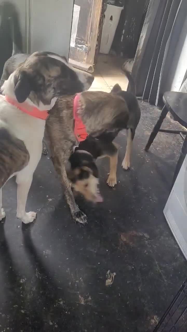 Mixed Breed dogs for adoption: Echo – 9 months old. Female, Mixed breed. - Video 1