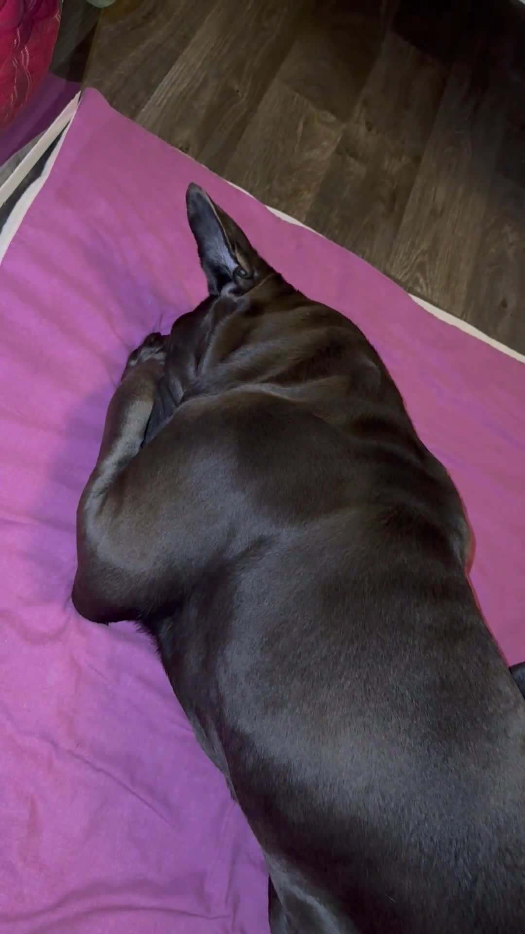 Cane Corso dogs for sale:  3 yr old Female cane corso - Video 1