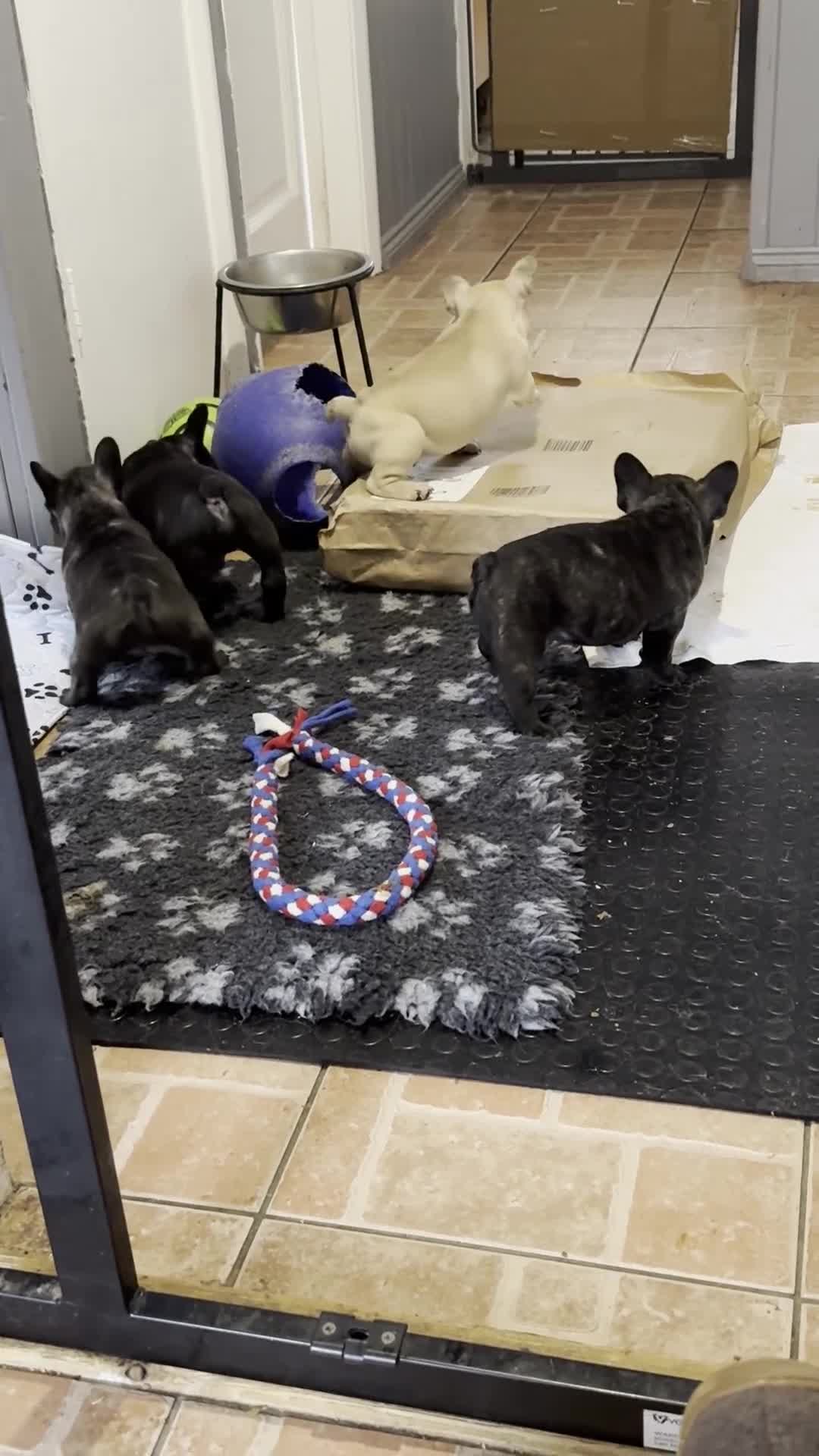 French Bulldog dogs for sale: Home-Reared French Bulldog Puppies – KC Registered - Video 2
