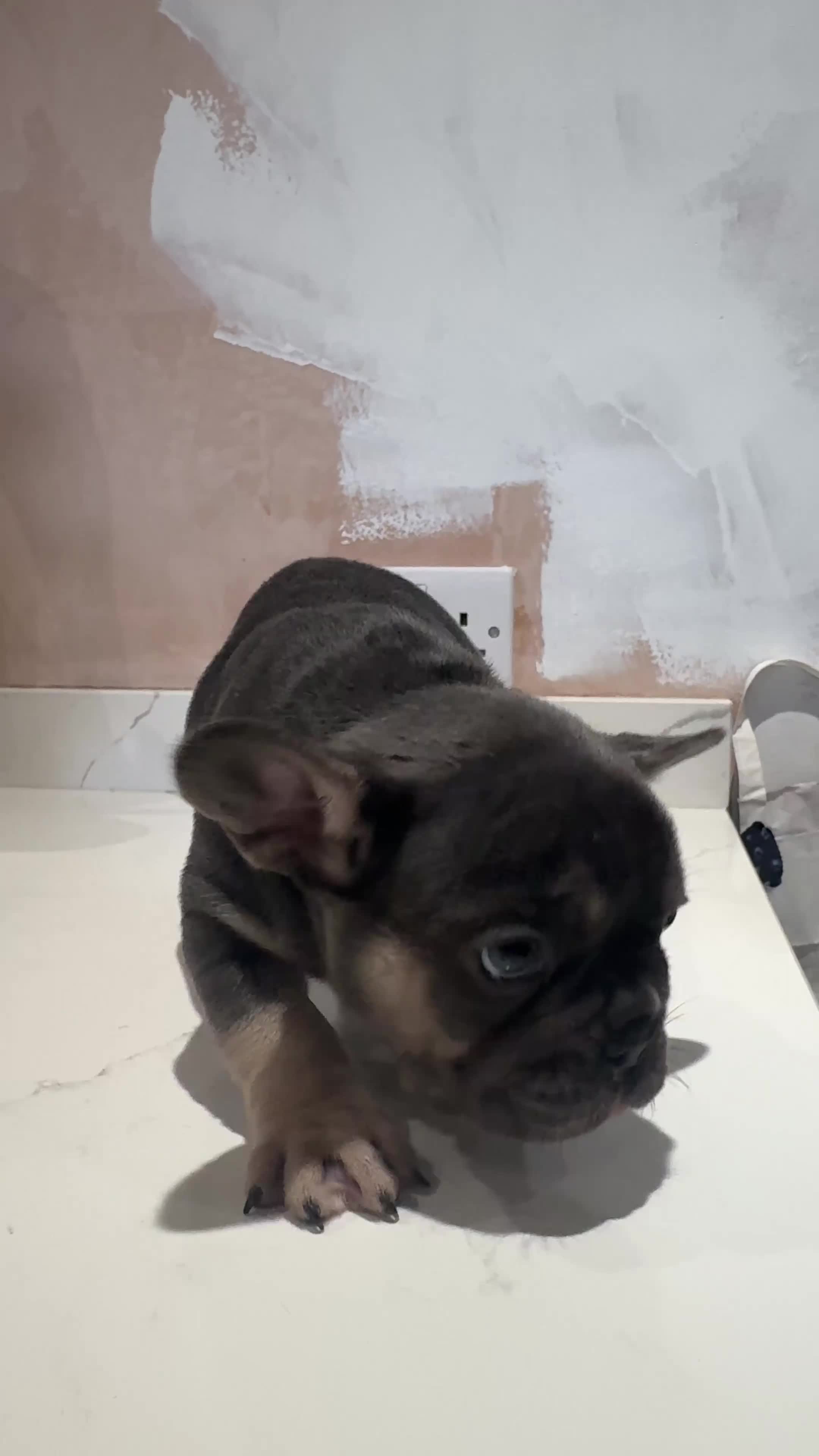 French Bulldog dogs for sale: KC reg Frenchbull dog puppies  - Video 1