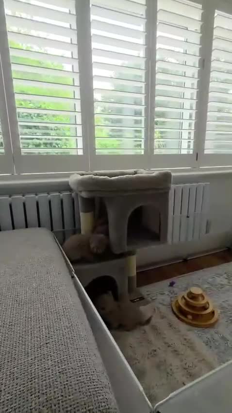 British Shorthair cats for sale: Beautiful Pure Breed ✨ British Shorthair Kittens ⭐ - Video 4