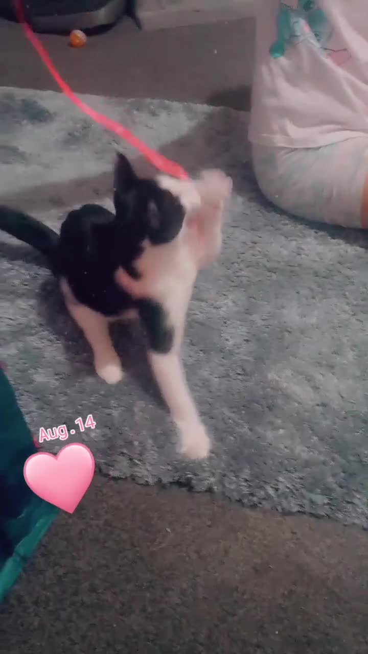 Mixed Breed cats for sale: 6month old Male black and White Kitten - Video 1