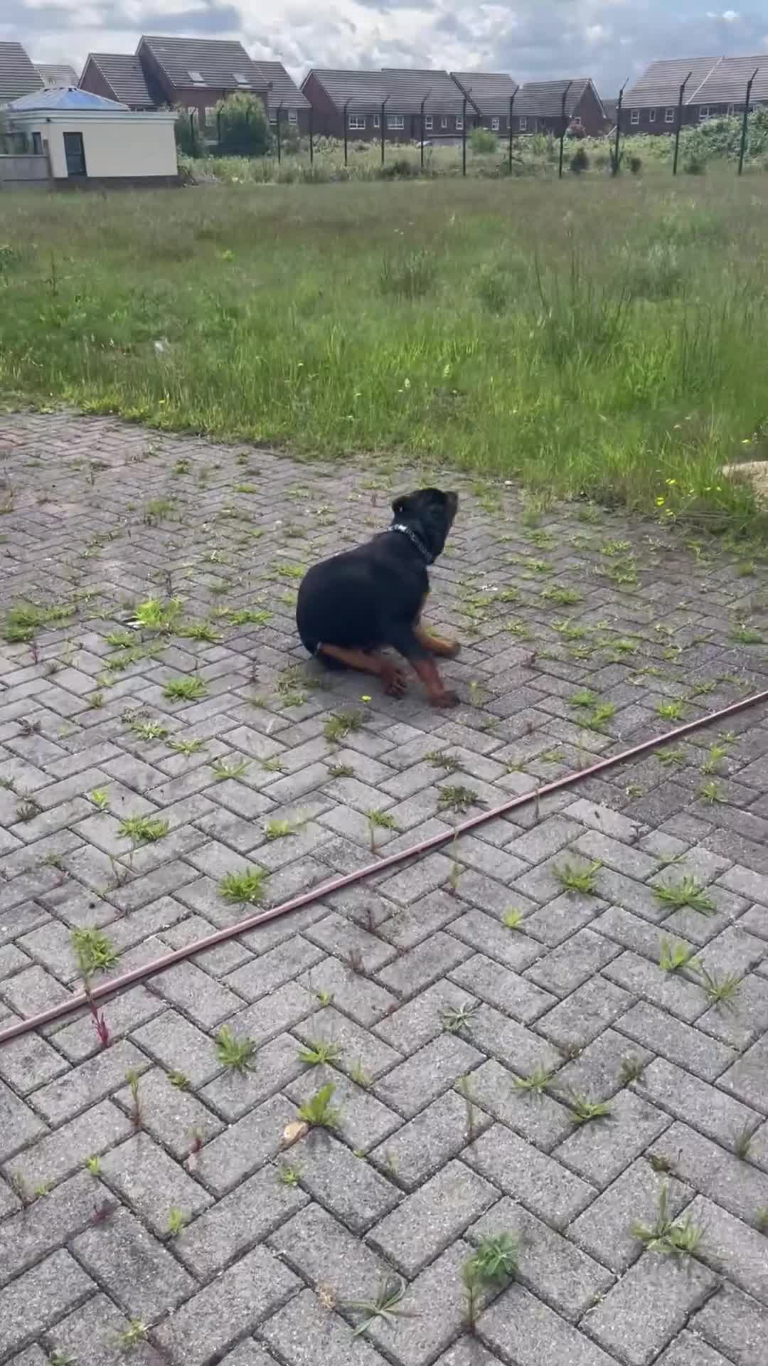 Rottweiler dogs for sale: Female Rottweiler puppie for sale   - Video 2