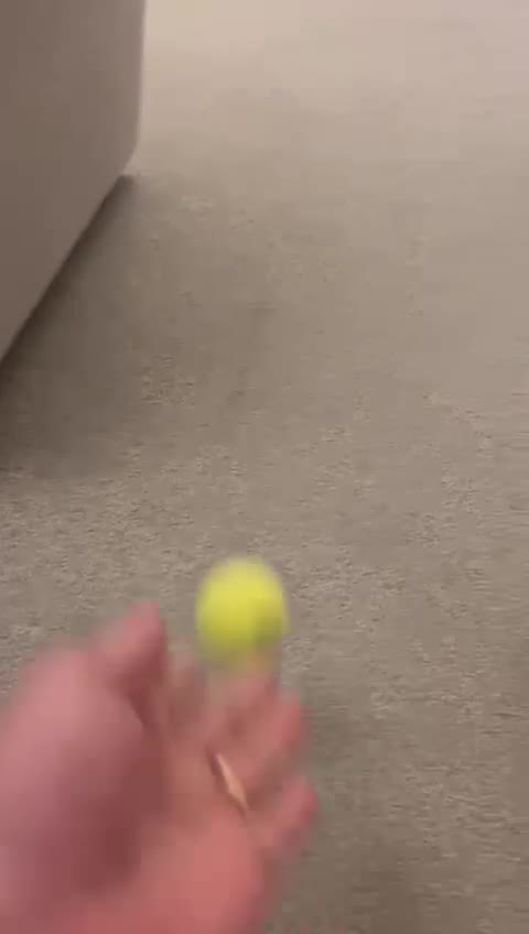 Cockapoo dogs for sale: F1b female Cockapoo puppy  - Video 1