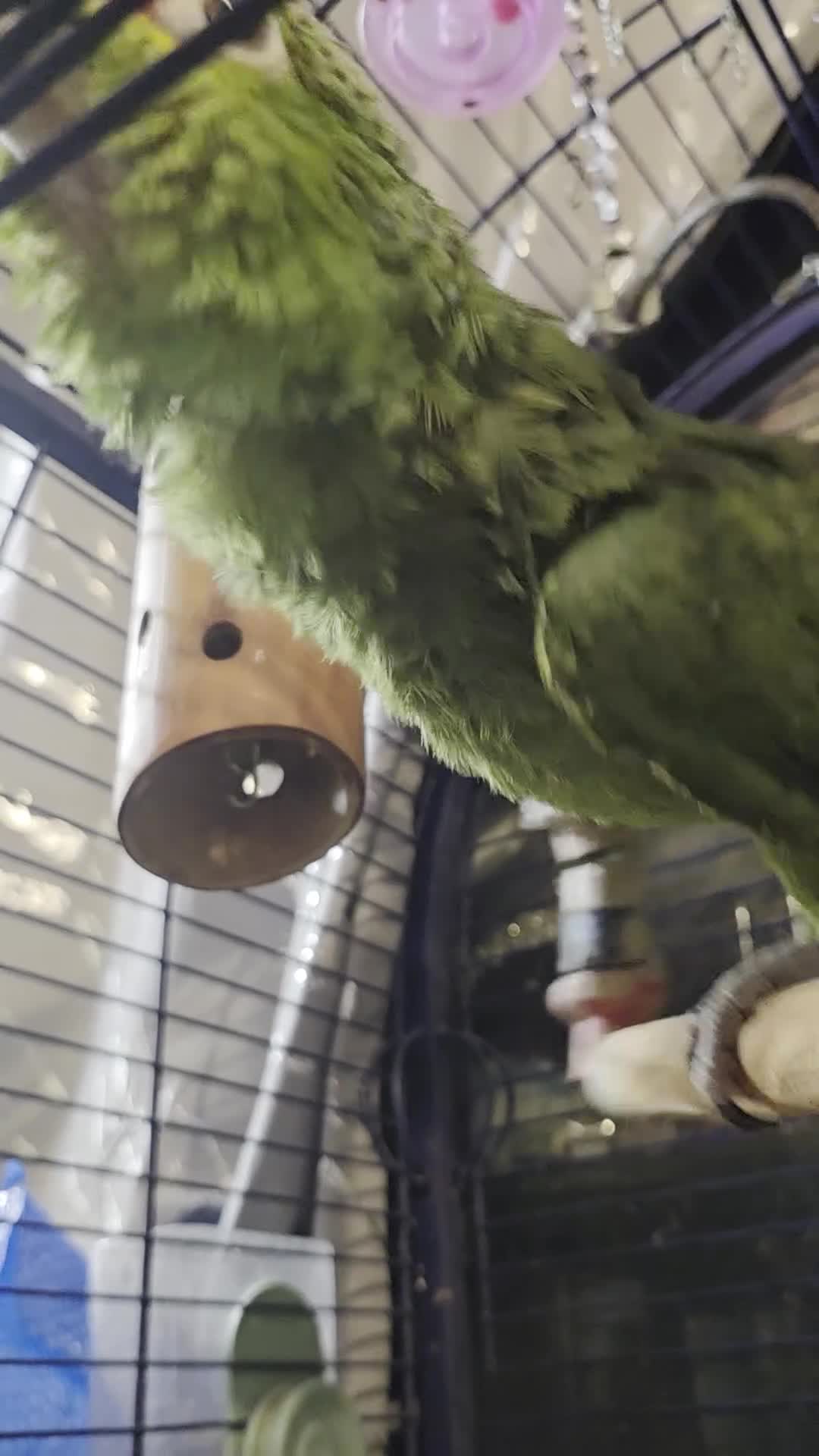 Parrots birds for sale: Amazon talking red head parrot  - Video 1