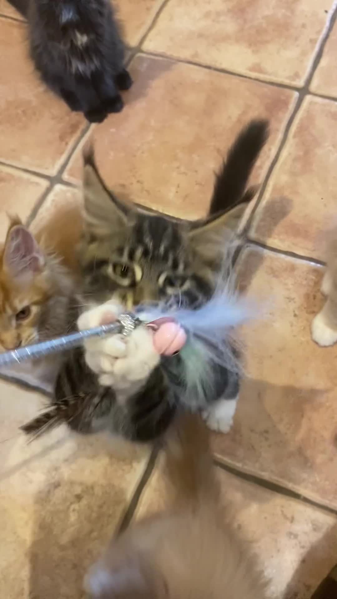 Maine Coon cats for sale: Beautiful Maine Coon Kitten - Champion Lines - Video 1